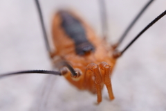Sclerosomatidae