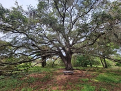 Quercus virginiana