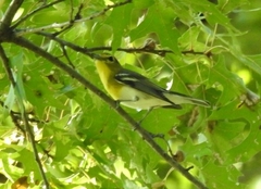 Vireo flavifrons