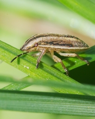 Aelia acuminata