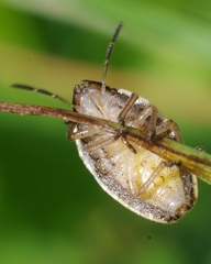 Aelia acuminata