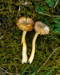 Hygrocybe caespitosa