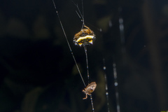 Poecilopachys australasia