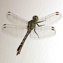 Diplacodes trivialis