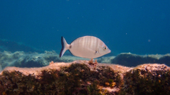 Diplodus puntazzo