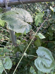 Vitis cinerea