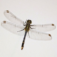 Diplacodes trivialis