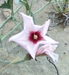 Convolvulus equitans
