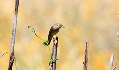 Luscinia megarhynchos