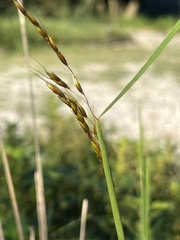 Sorghastrum nutans