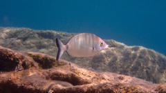 Diplodus puntazzo