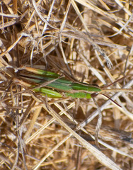 Omocestus panteli