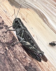 Melanoplus borealis