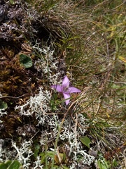 Gentianella