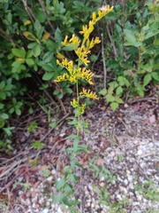 Solidago odora