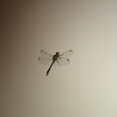 Diplacodes trivialis