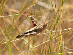 Aiolopus strepens