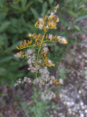 Solidago odora