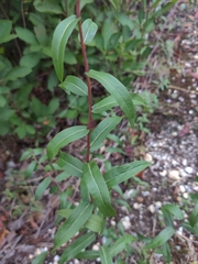 Solidago odora