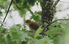 Luscinia megarhynchos