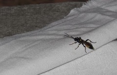 Ichneumonina