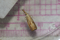 Agriphila geniculea