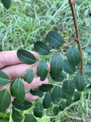 Breynia oblongifolia