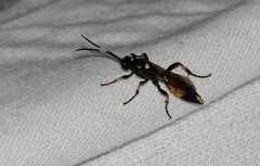 Ichneumonina