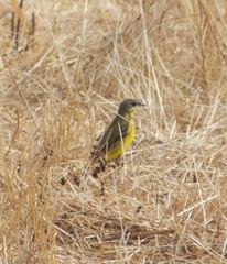 Motacilla flava thunbergi