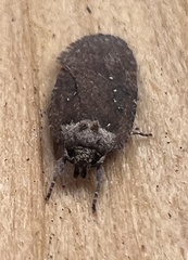 Agonopterix