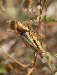 Aiolopus strepens