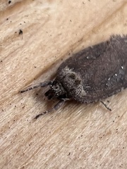 Agonopterix