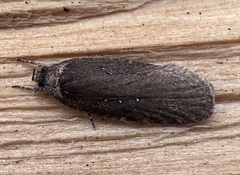 Agonopterix