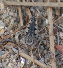 Acrotylus insubricus