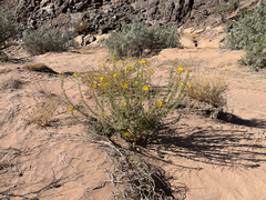 Cleome foliosa lutea