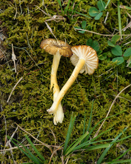 Hygrocybe caespitosa