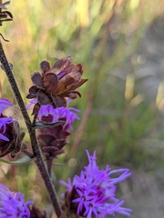 Liatris scariosa