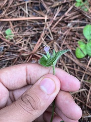 Elephantopus tomentosus