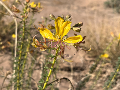 Cleome foliosa lutea