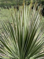Yucca elata