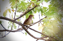 Luscinia megarhynchos