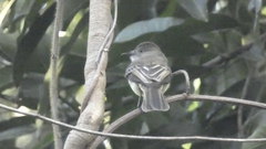 Myiarchus ferox
