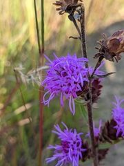 Liatris scariosa
