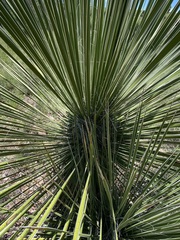Yucca elata