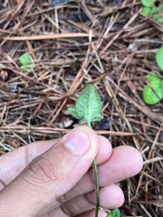 Elephantopus tomentosus