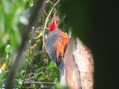 Campephilus rubricollis