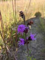 Liatris scariosa