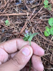Elephantopus tomentosus