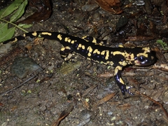 Salamandra salamandra