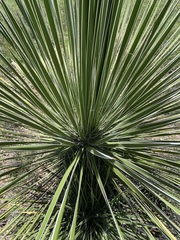 Yucca elata